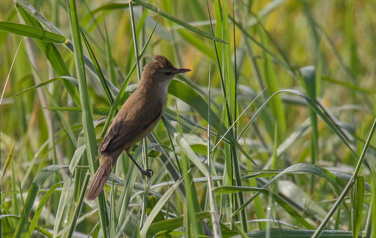 Clamorous Reed Warbler - Gopalakrishna R