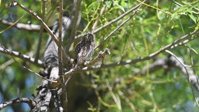 Austral Pygmy-Owl - ML405771171
