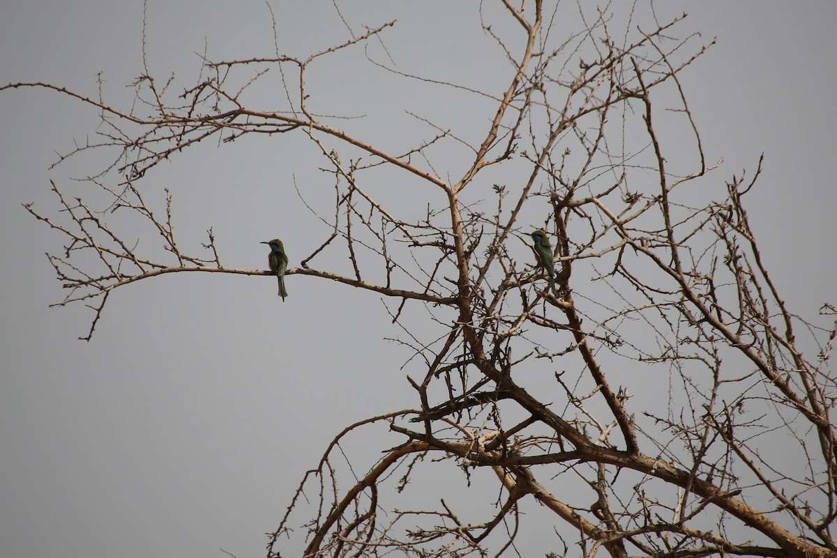 Arabian Green Bee-eater - Paul Chapman