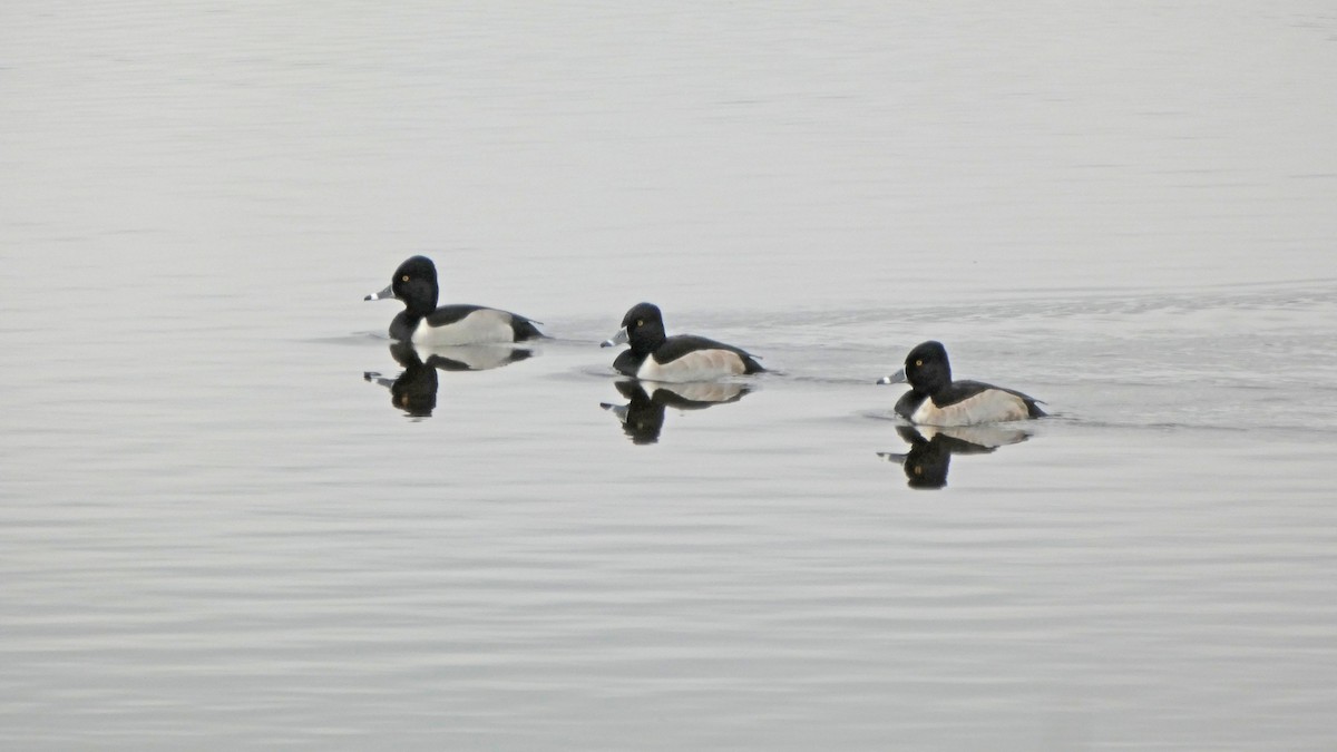 Ring-necked Duck - ML405775001