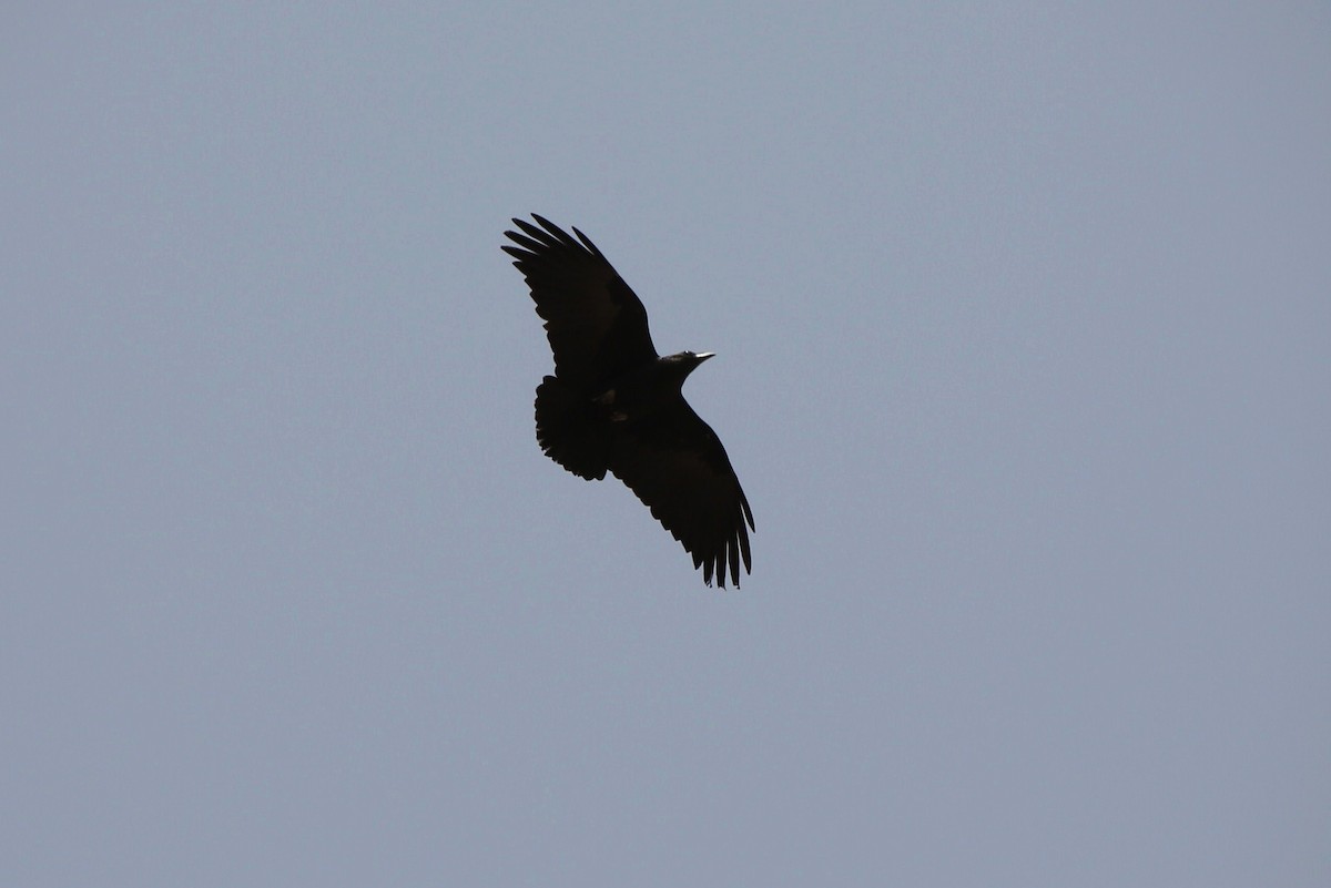 Fan-tailed Raven - ML40577681