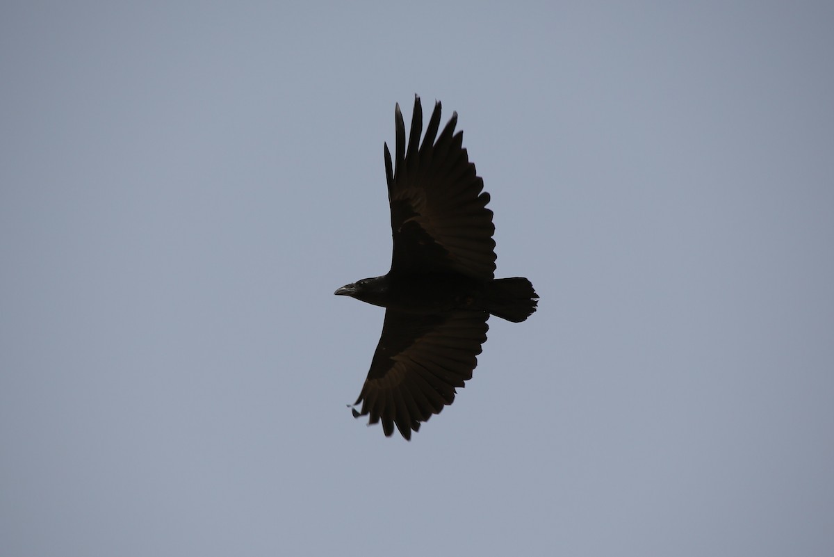 Fan-tailed Raven - ML40577711