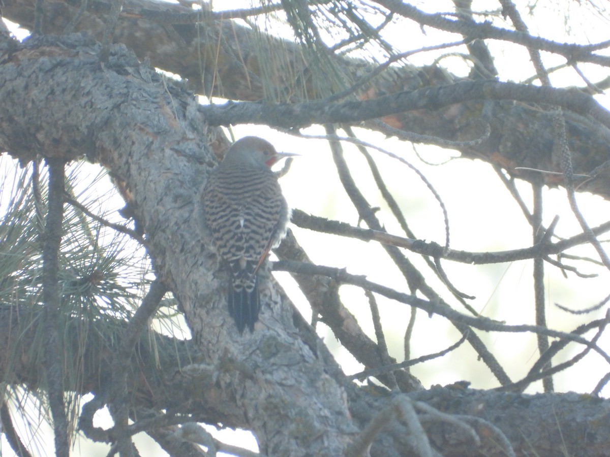 Northern Flicker (Red-shafted) - ML405780241