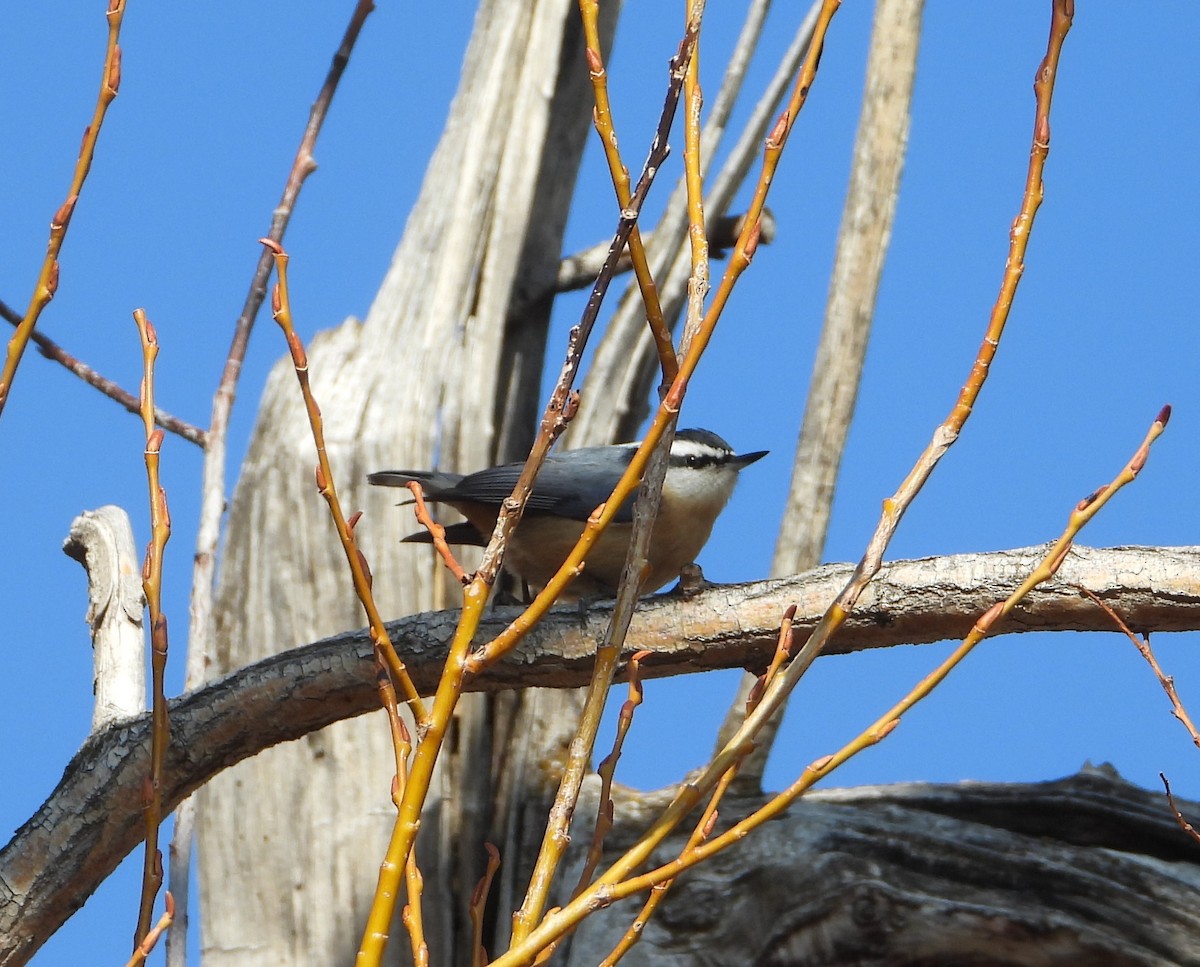 Red-breasted Nuthatch - ML405780691