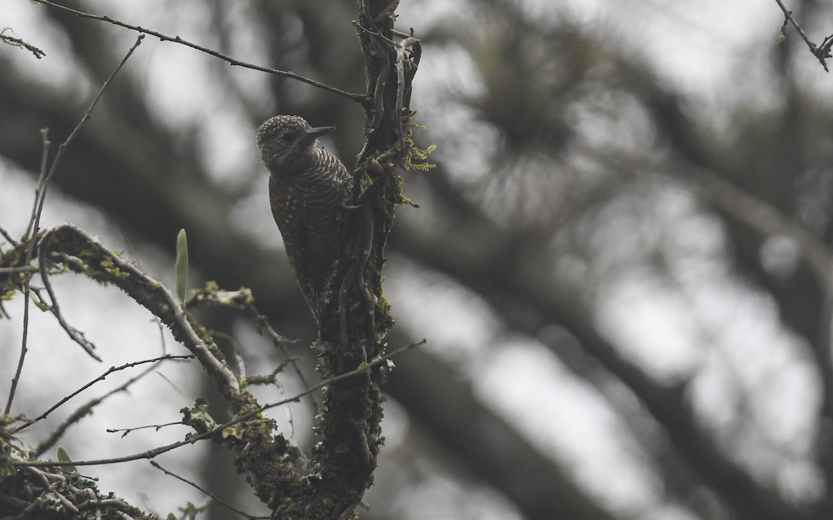 Dot-fronted Woodpecker - ML405783501