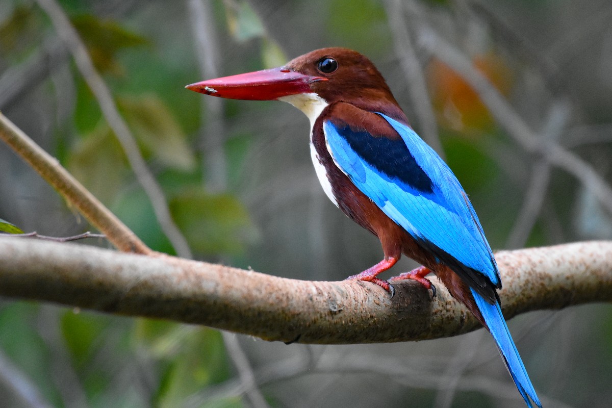 White-throated Kingfisher - Krishnamoorthy Muthirulan