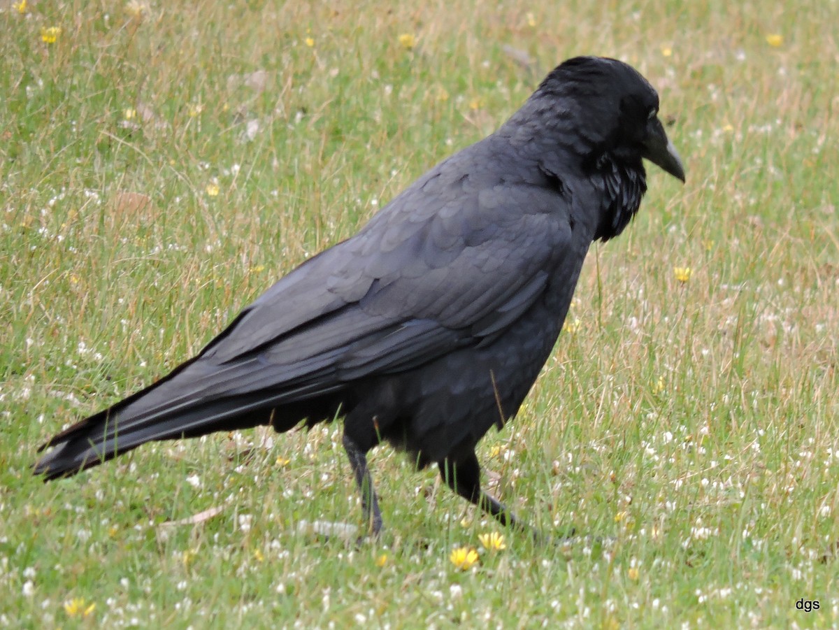 Australian Raven - ML40578851