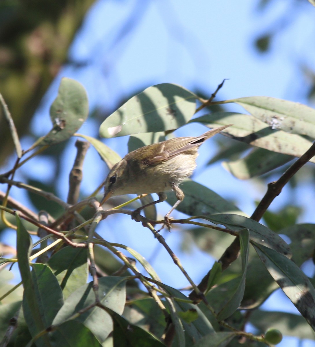 Large-billed Leaf Warbler - ML405788881