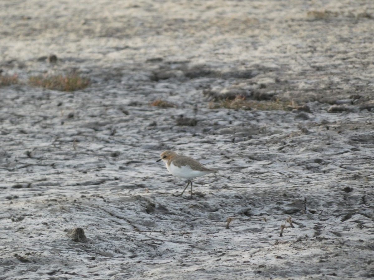 Red-capped Plover - ML405797201