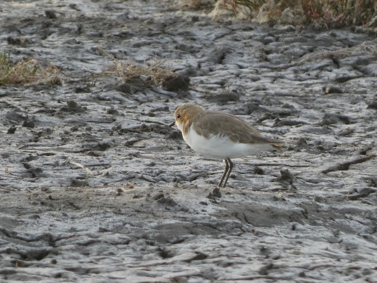 Red-capped Plover - ML405797281