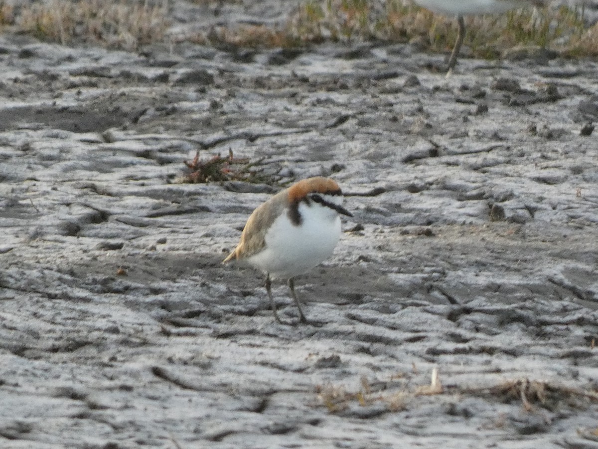 Red-capped Plover - ML405797471