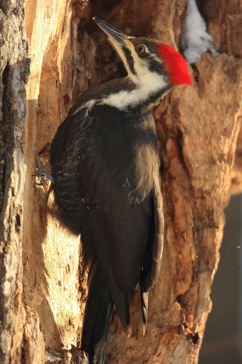 Pileated Woodpecker - ML405797481