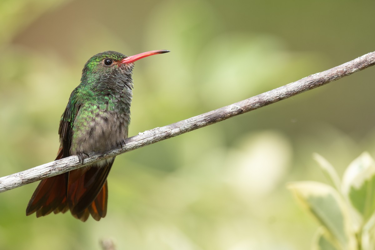 Rufous-tailed Hummingbird - Ben  Lucking