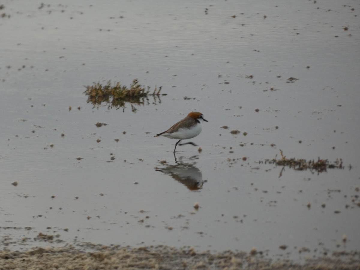 Red-capped Plover - ML405797931