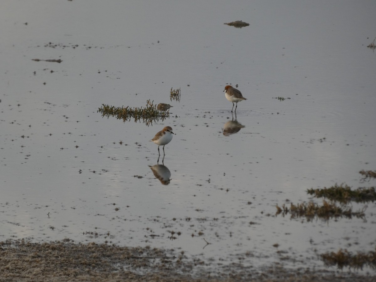 Red-capped Plover - ML405797961