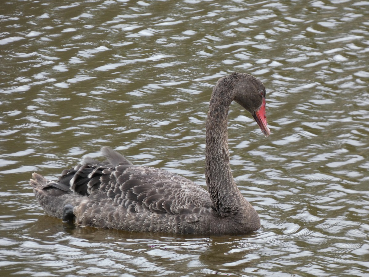 Black Swan - Thomas de Heus