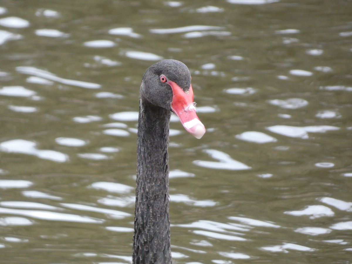 Black Swan - Thomas de Heus