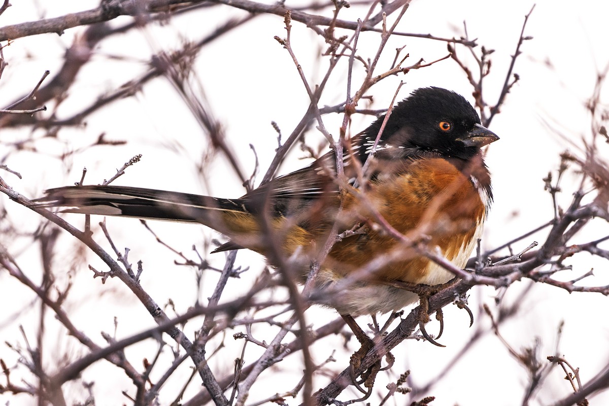 Spotted Towhee - ML405800021