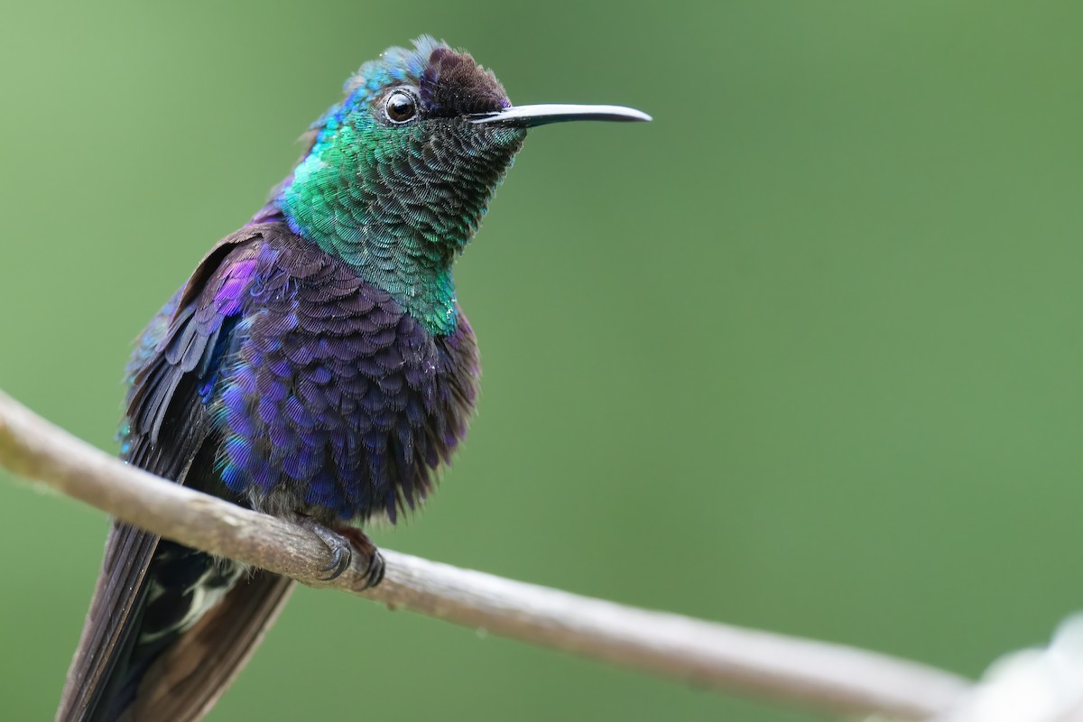 kolibřík vidloocasý - ML405801211