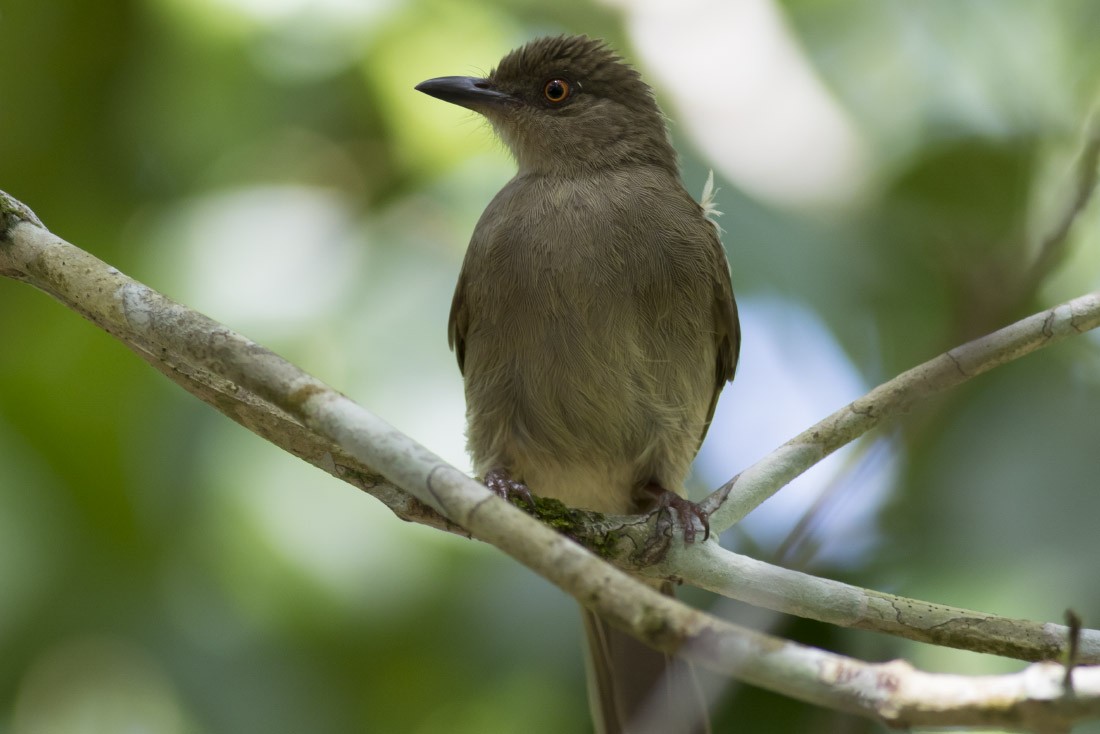 Red-eyed Bulbul - Michael Todd