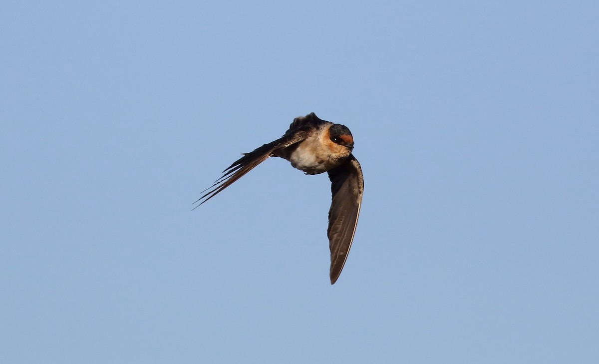 Cave Swallow - ML40581031