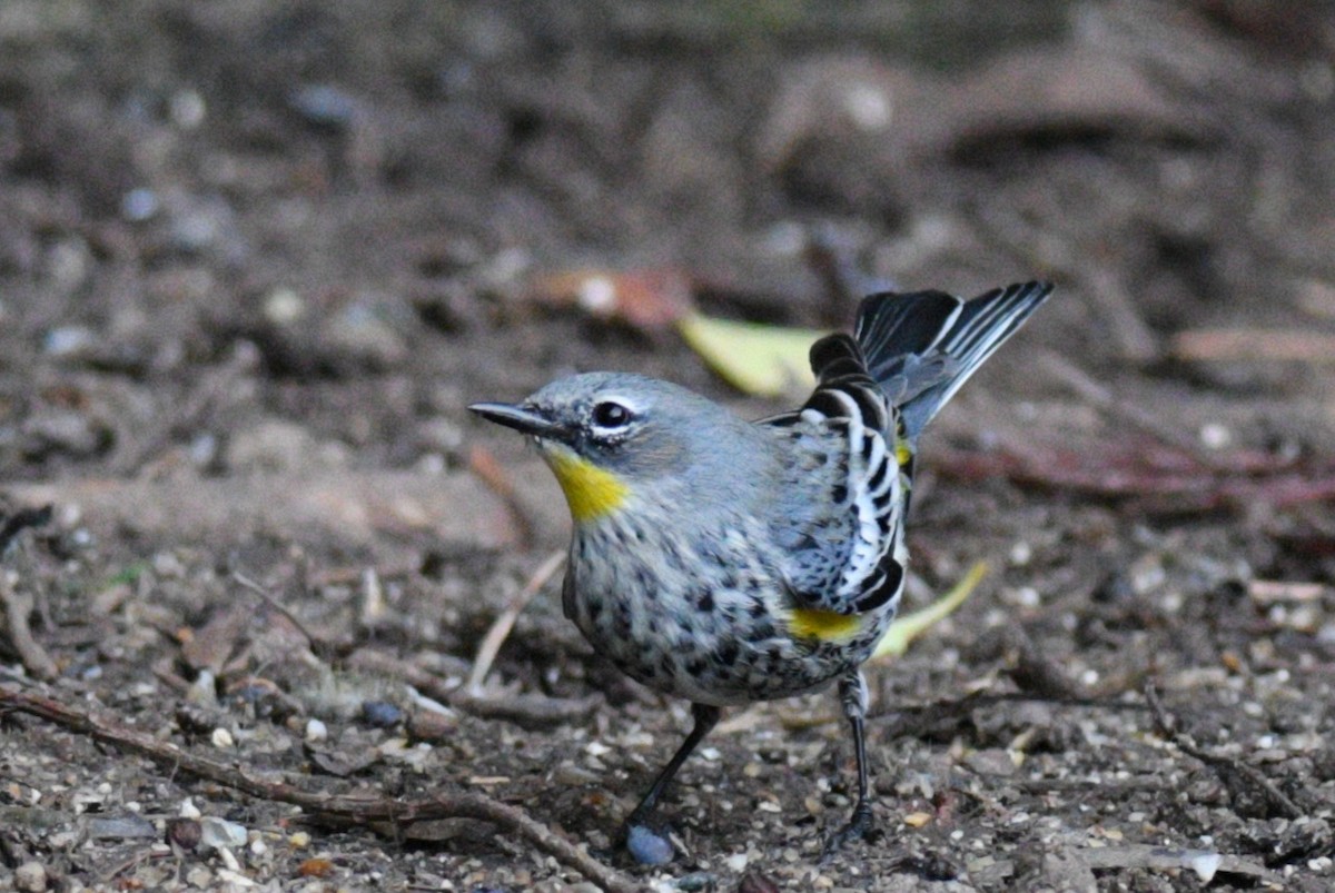 Yellow-rumped Warbler (Audubon's) - ML405810491