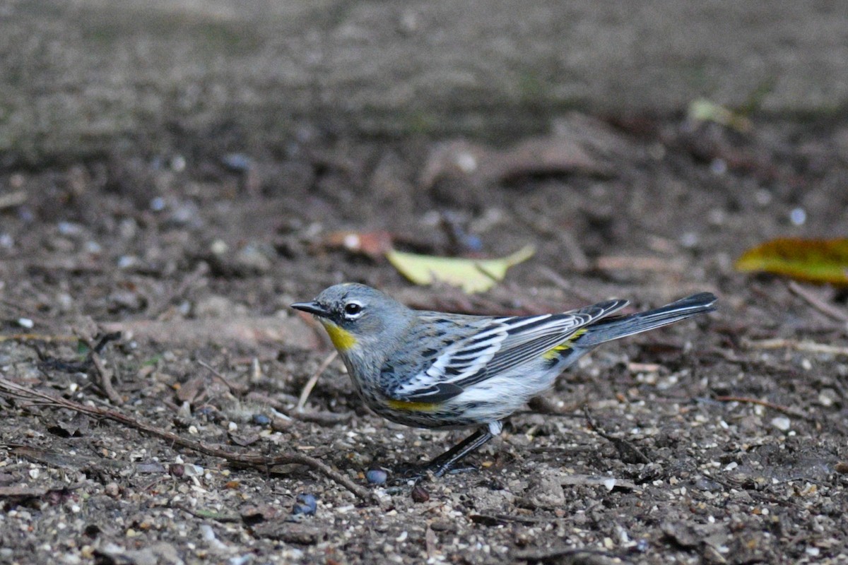 Yellow-rumped Warbler (Audubon's) - ML405810501