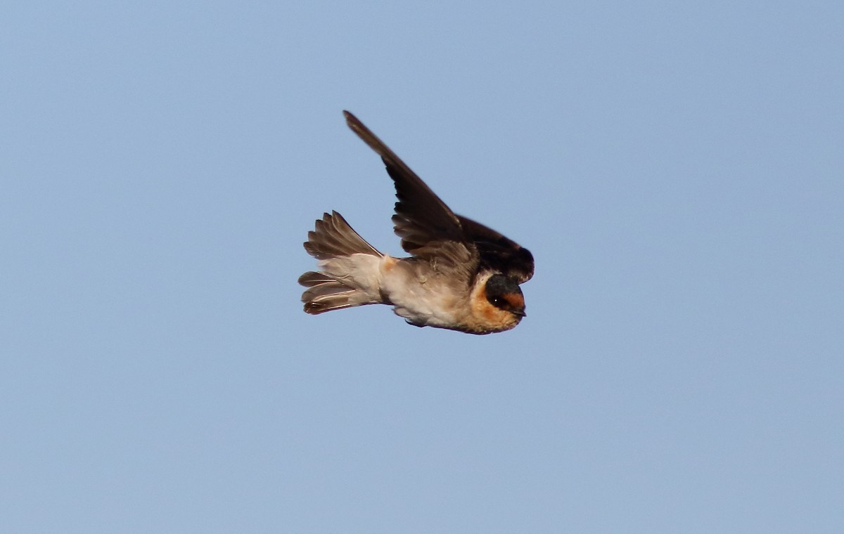 Cave Swallow - ML40581051