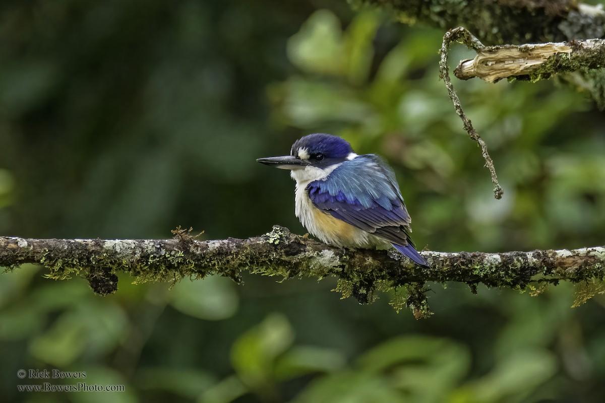 Forest Kingfisher - Rick Bowers