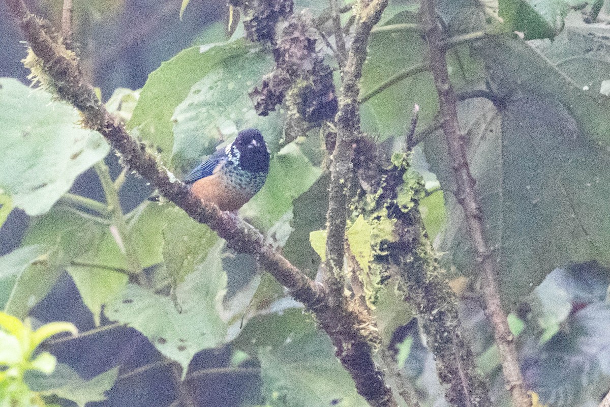 Spangle-cheeked Tanager - ML405812861