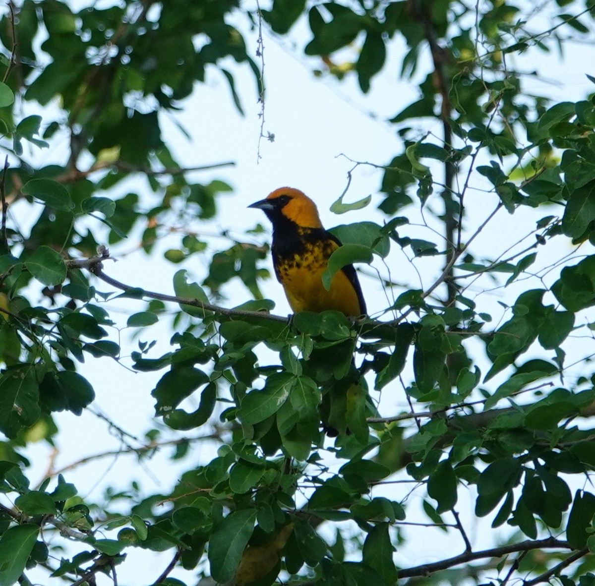 Spot-breasted Oriole - Cat McGraw
