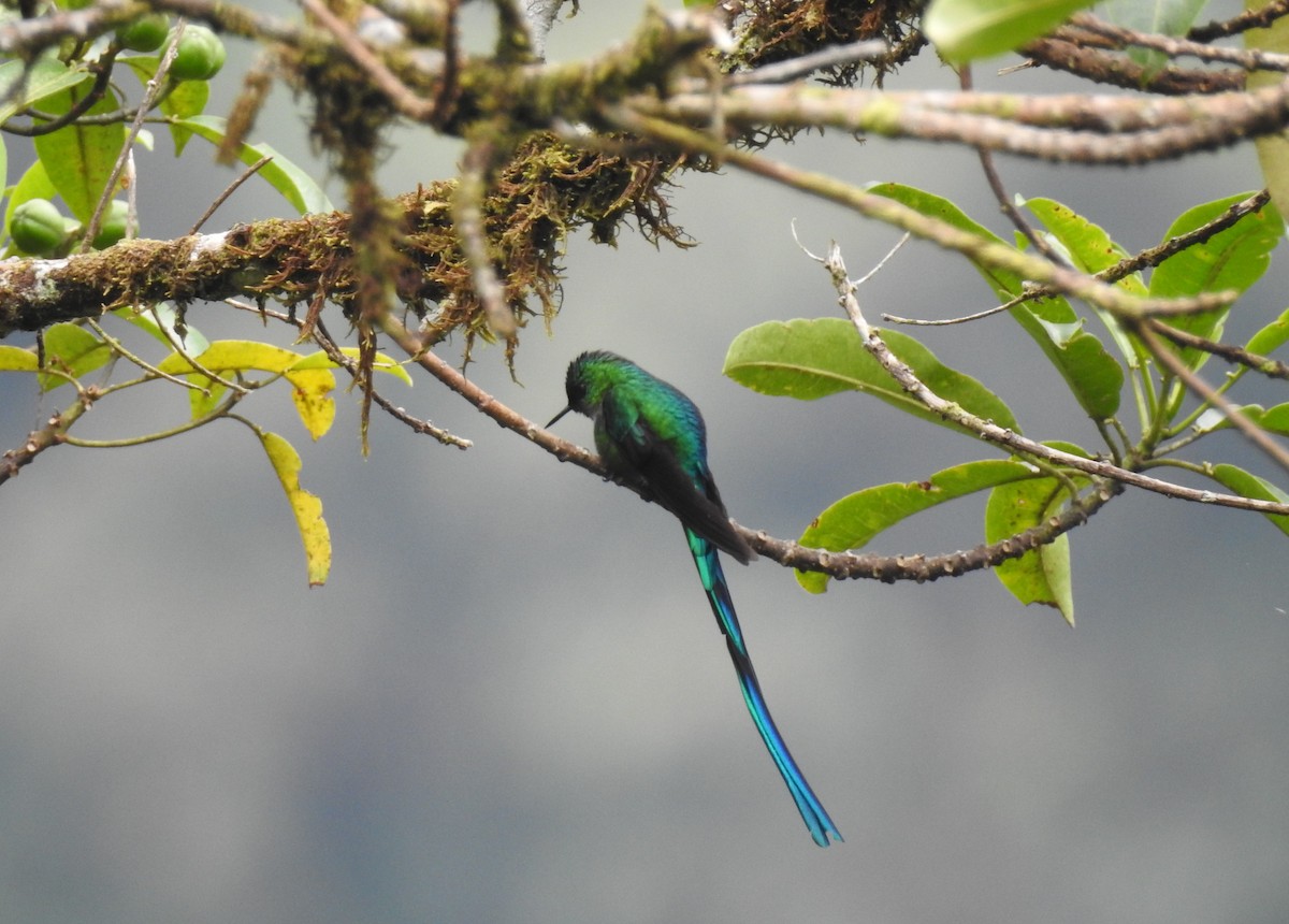 Long-tailed Sylph - ML405815551