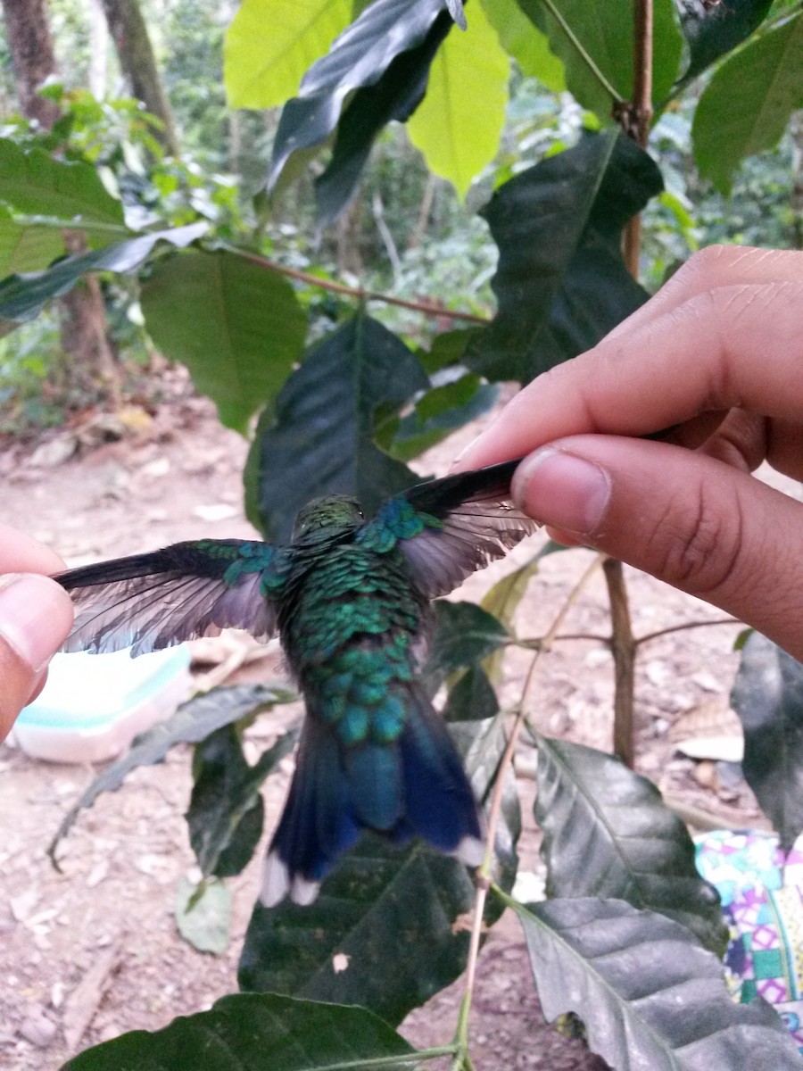 hummingbird sp. - ML405818321