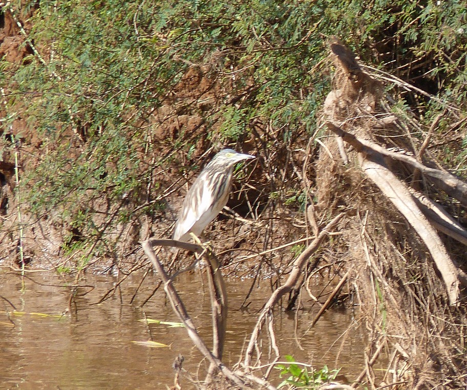Malagasy Pond-Heron - ML405819551