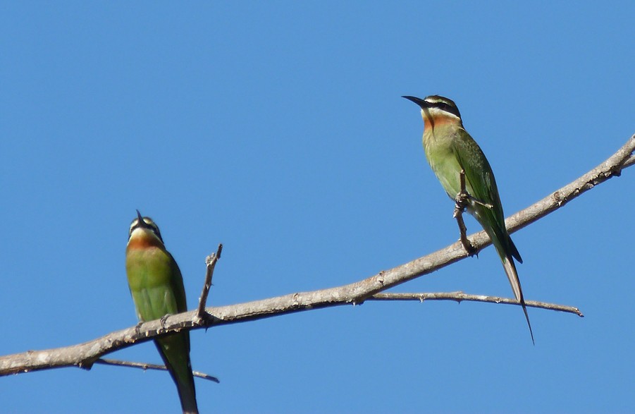 Madagascar Bee-eater - ML405819601