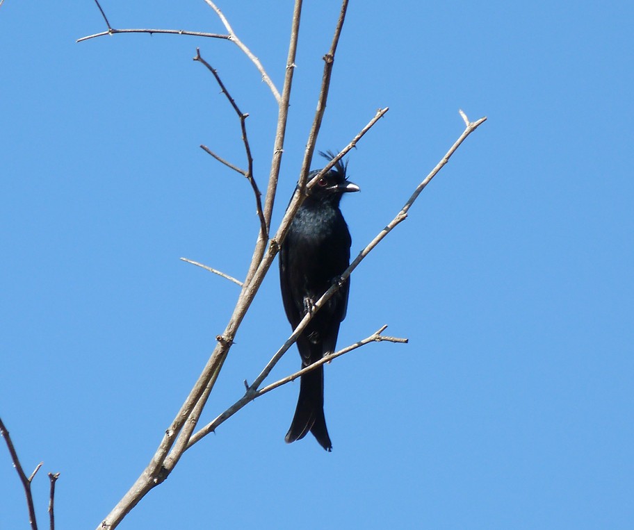 Crested Drongo - ML405823741