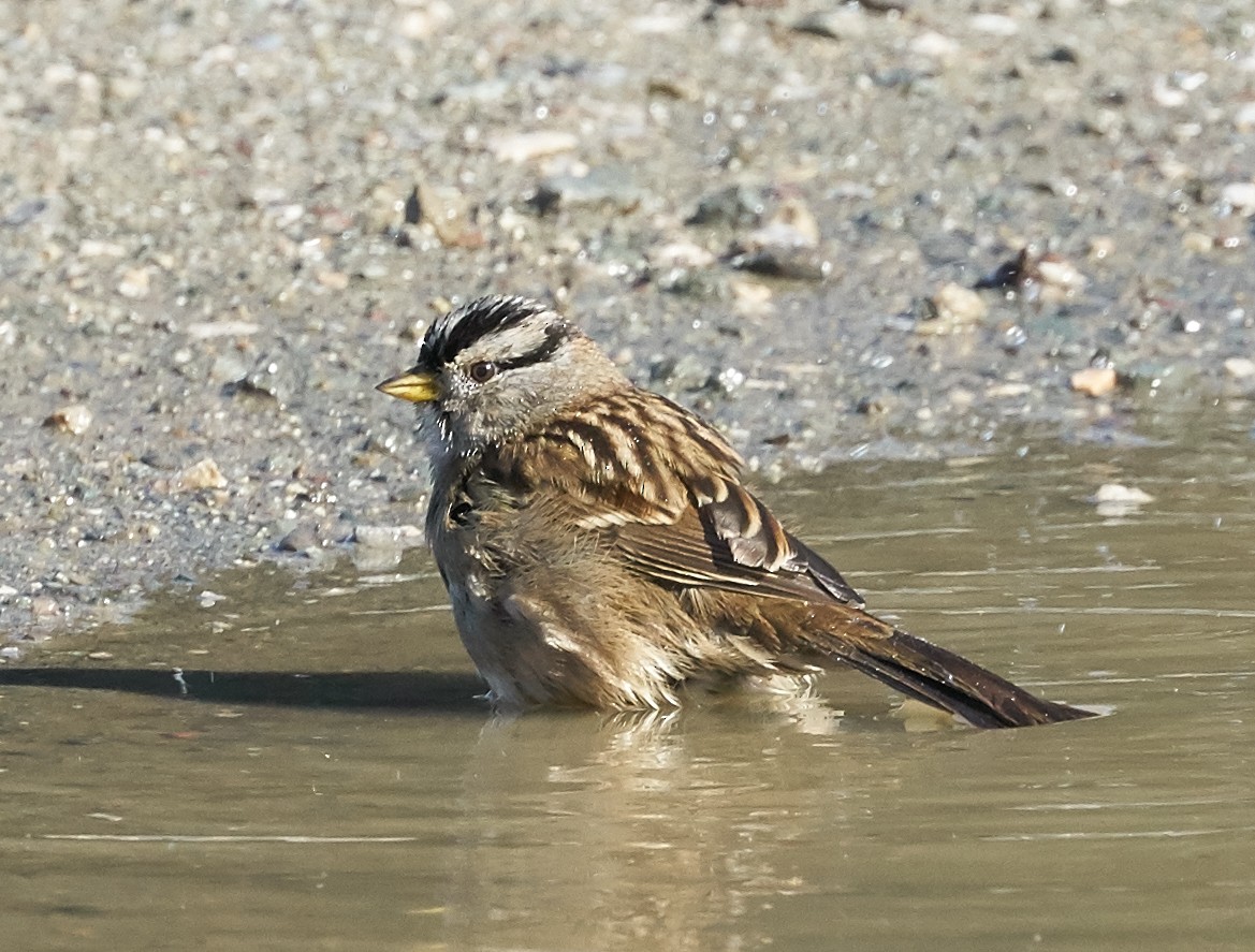 White-crowned Sparrow - ML40582811