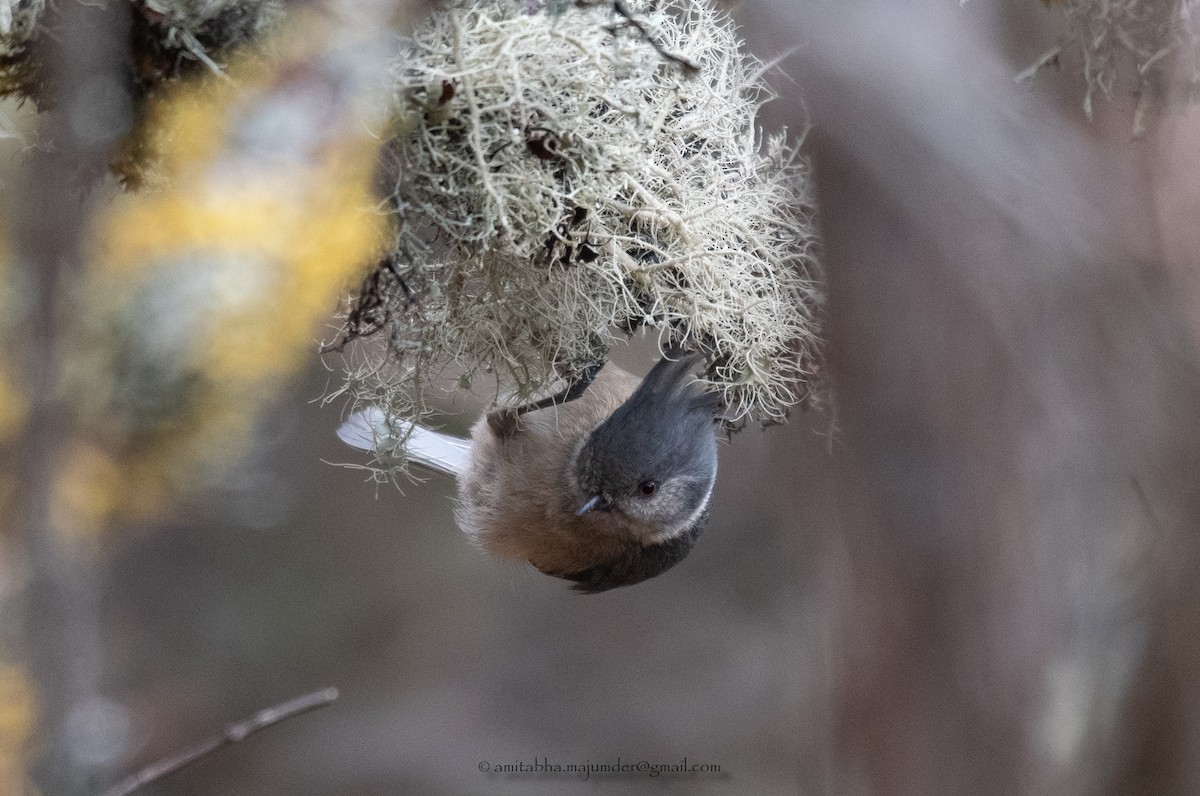 Gray-crested Tit - ML405832051