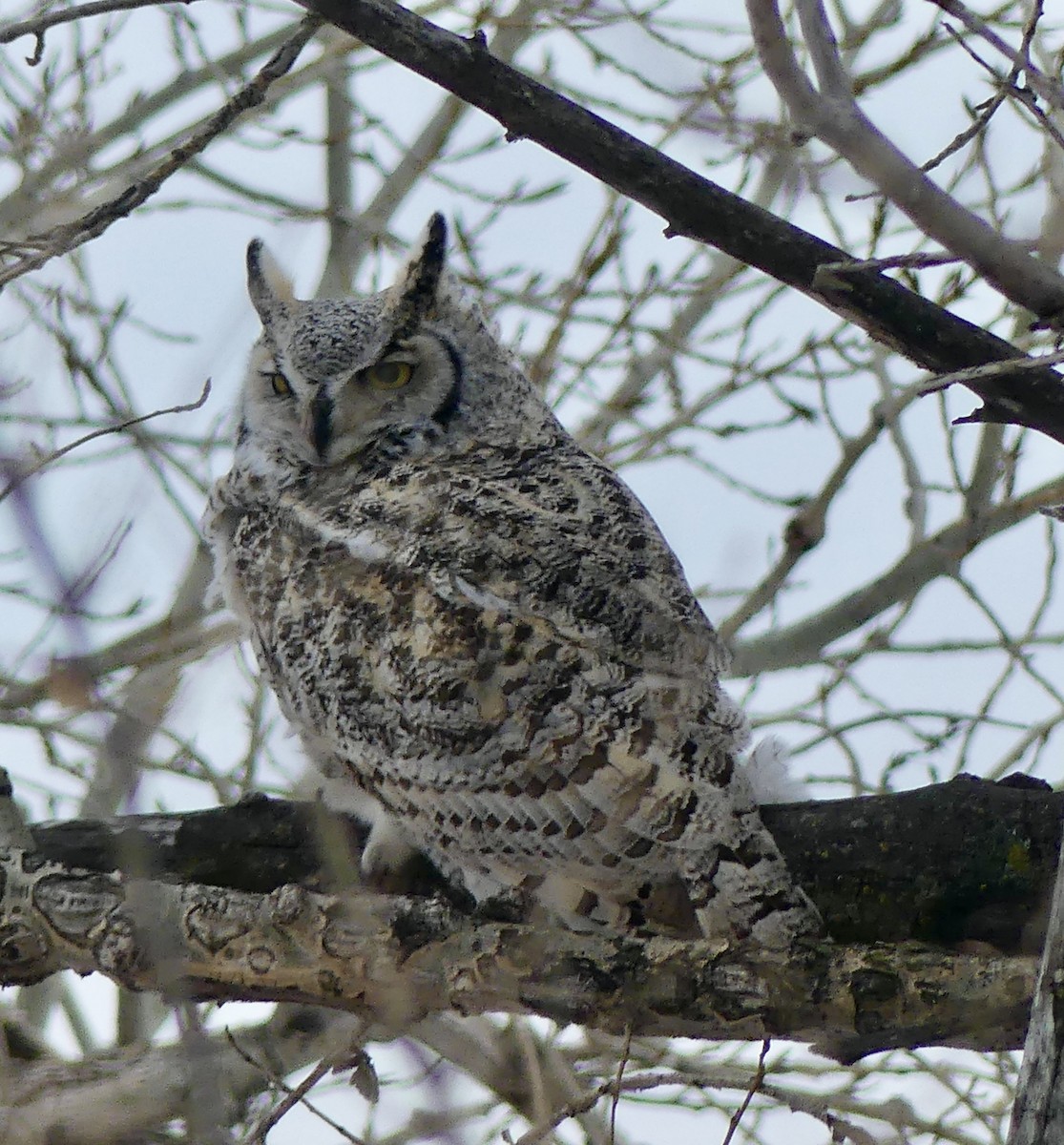 Great Horned Owl - ML405833001