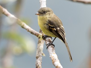  - Orange-banded Flycatcher