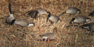 Greater White-fronted Goose, ML40583691
