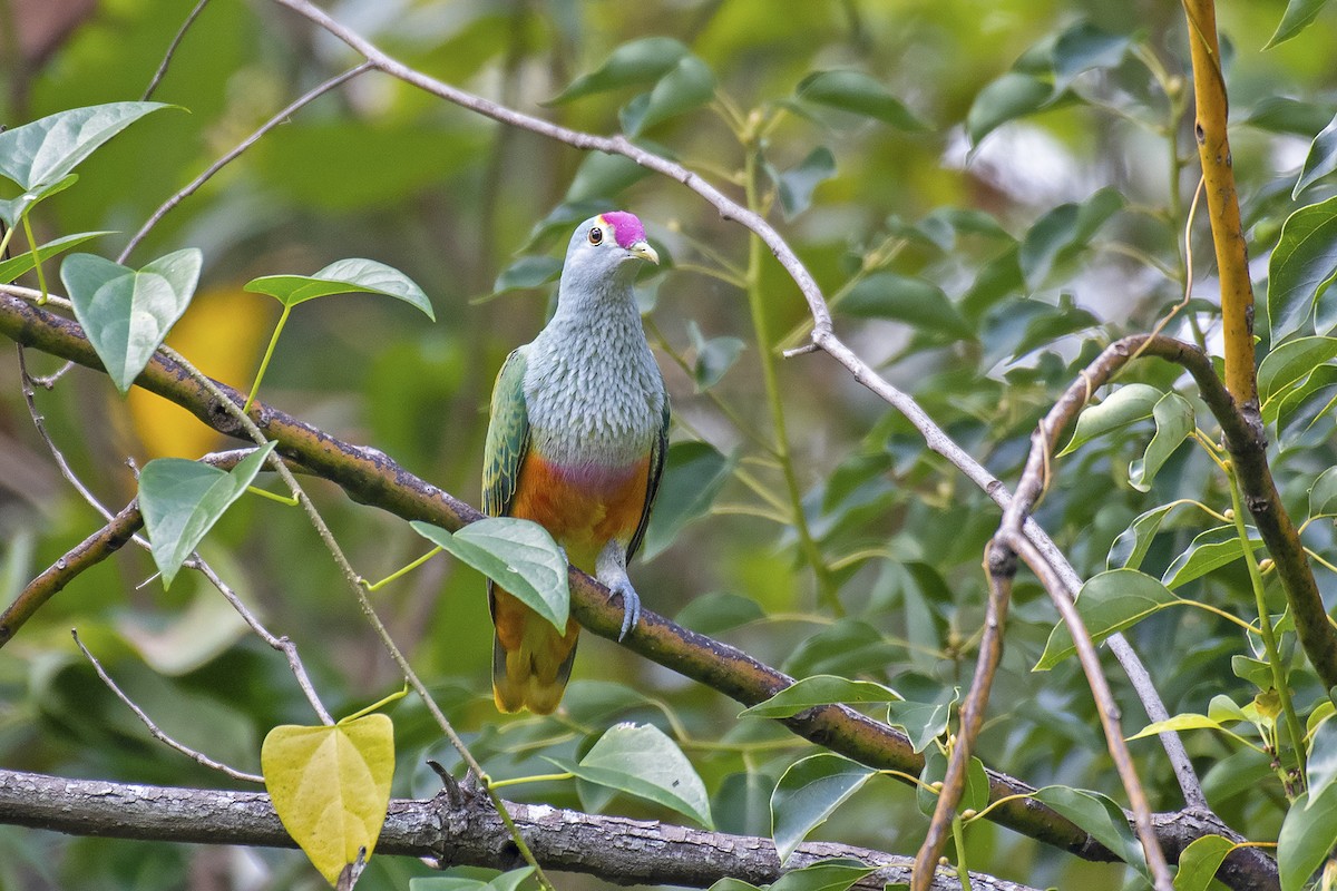 Rose-crowned Fruit-Dove - ML405839261