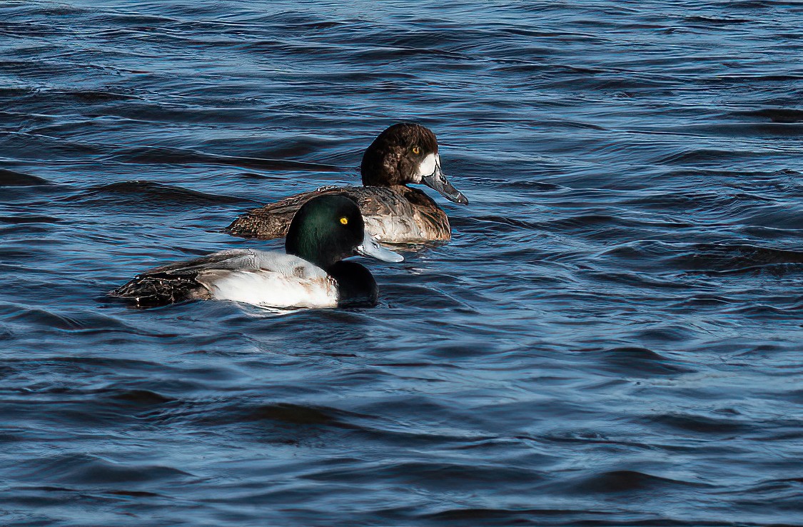 Greater Scaup - ML405840381