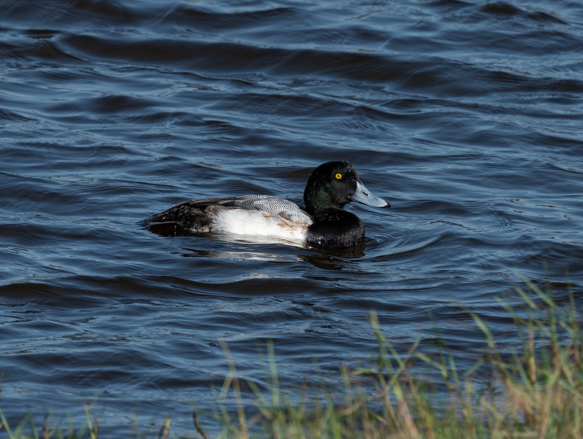 Greater Scaup - ML405840501
