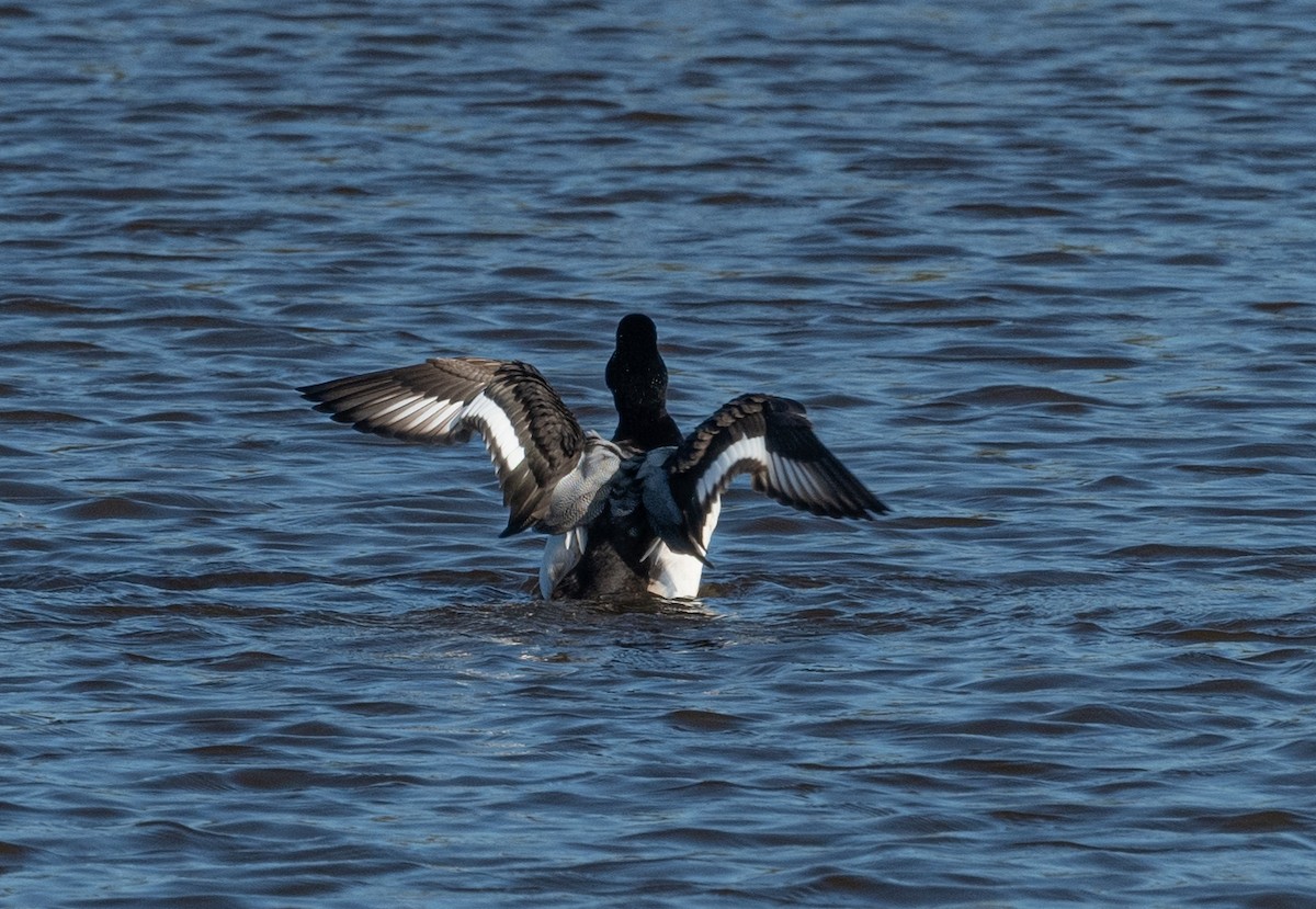 Greater Scaup - ML405840651