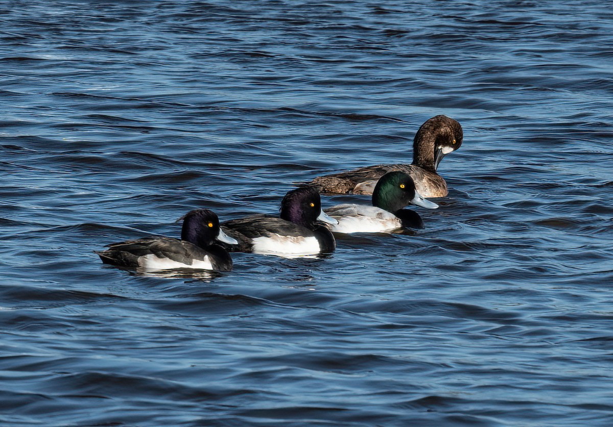Greater Scaup - ML405840951