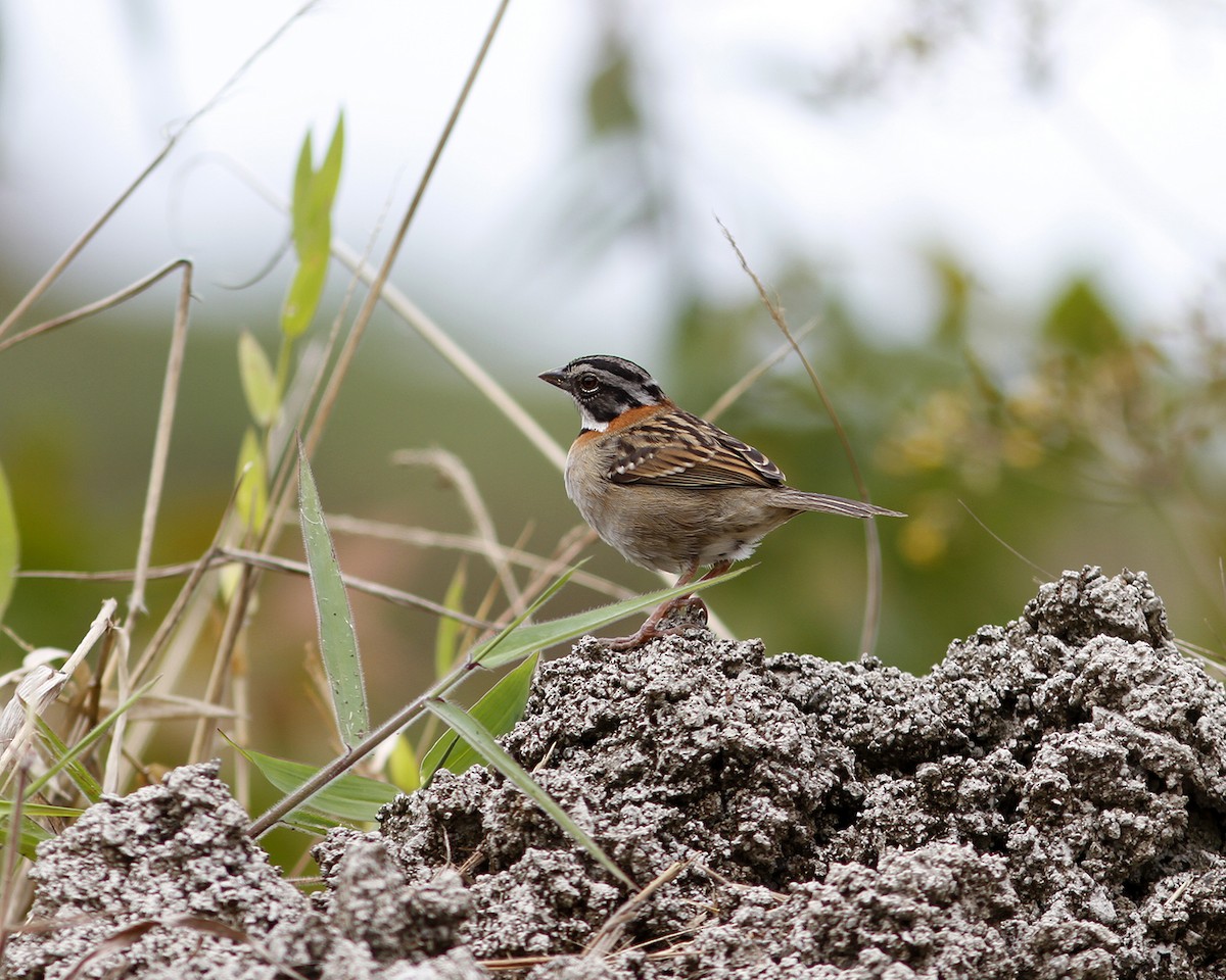 Rufous-collared Sparrow - ML405841081