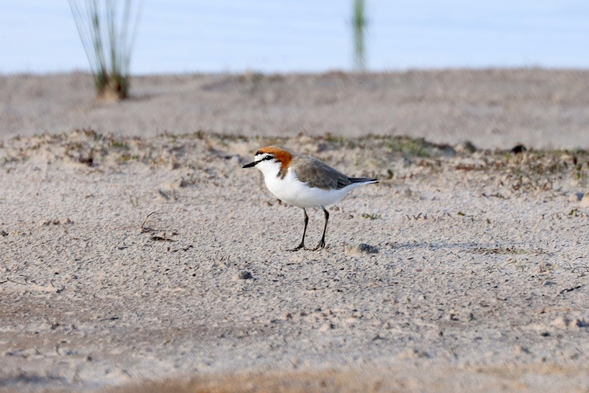 Red-capped Plover - ML405842621