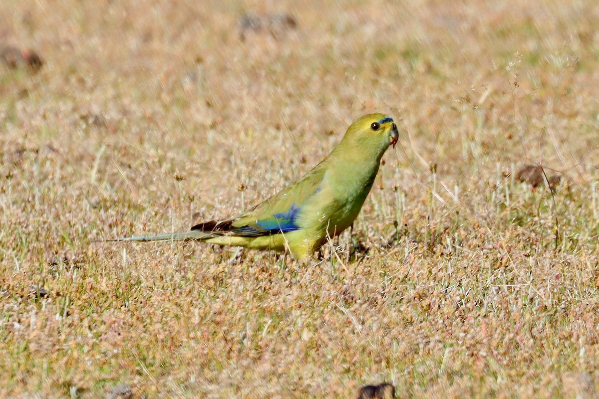 Blue-winged Parrot - ML405842921