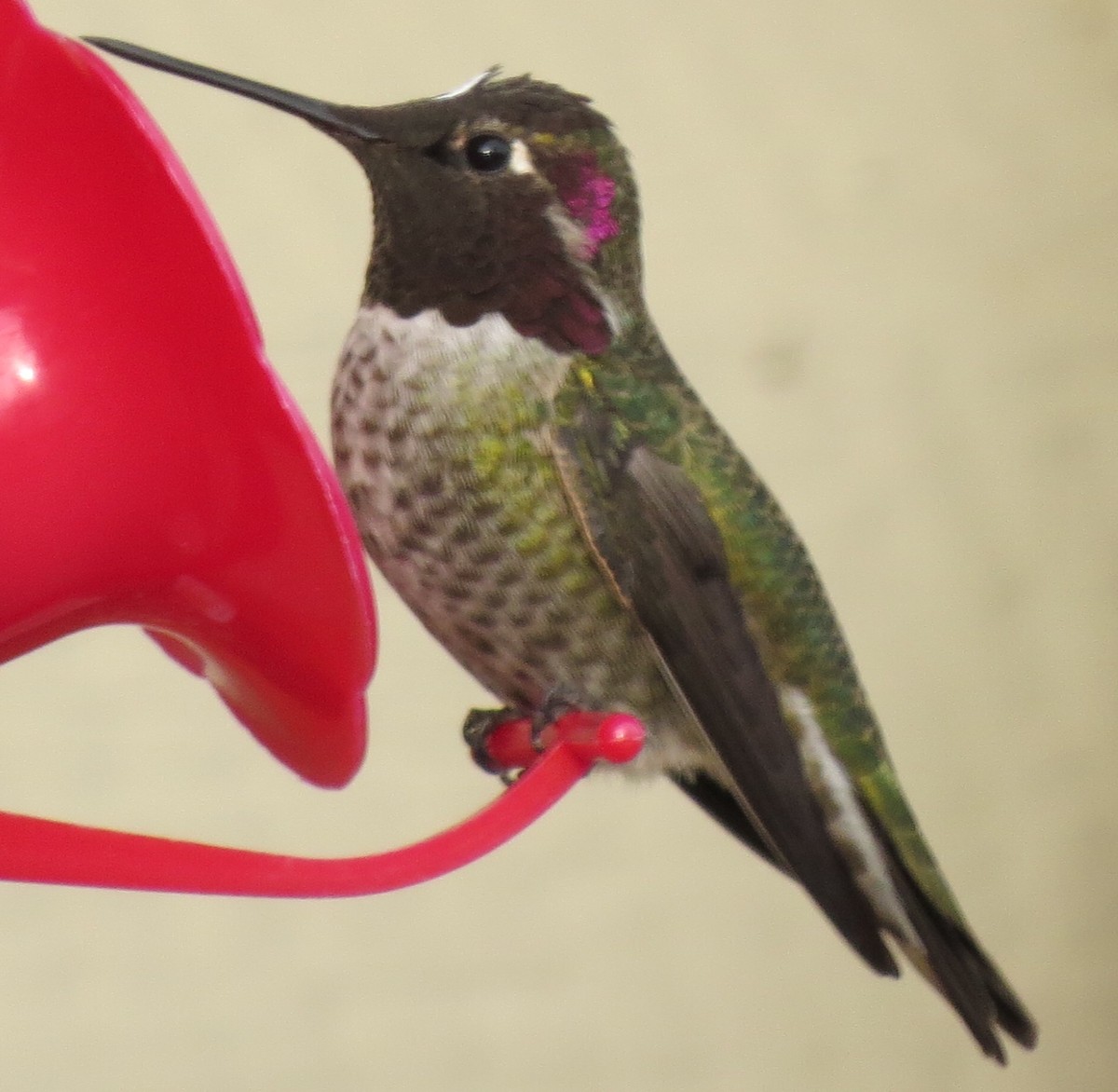 Anna's Hummingbird - ML40584421